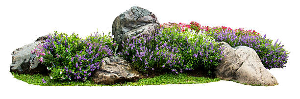 흰색 배경에 고립 된 정원에서 자연 꽃과 돌 - beginnings sun green meadow 뉴스 사진 이미지