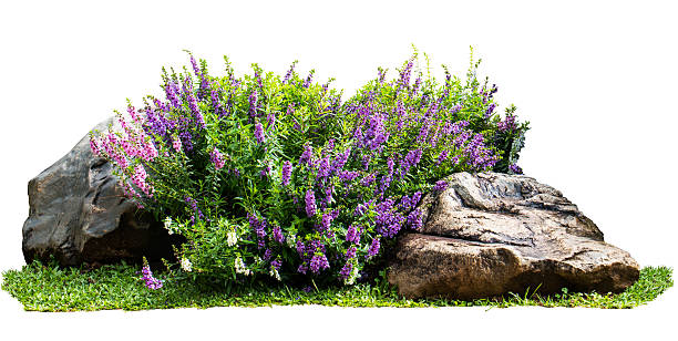 Natural flower and stone in garden isolated on white background Natural flower and stone in garden isolated on white background. Garden flower part brush fence stock pictures, royalty-free photos & images