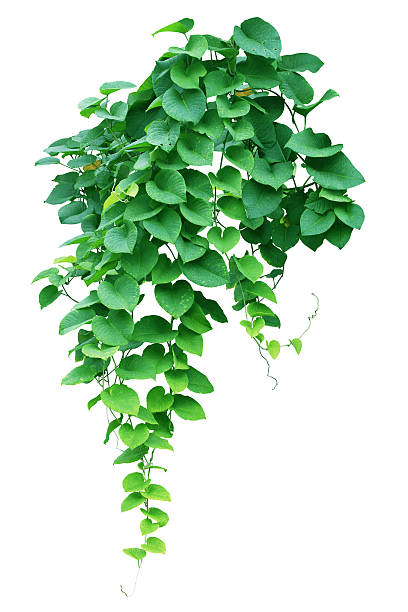 istock Green ivy plant, nature vine leaves 545564376