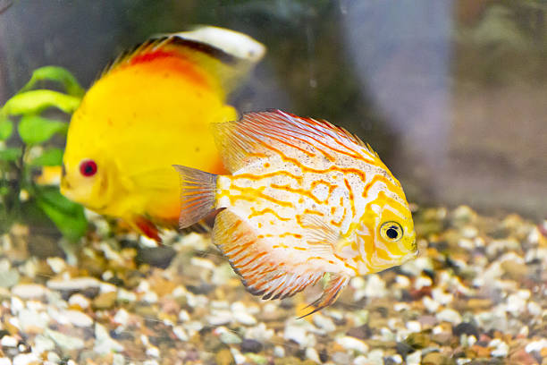 istock Symphysodon aequifasciata haraldi in aquarium 545564754