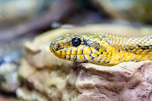 istock Photo of snake close up 545564812