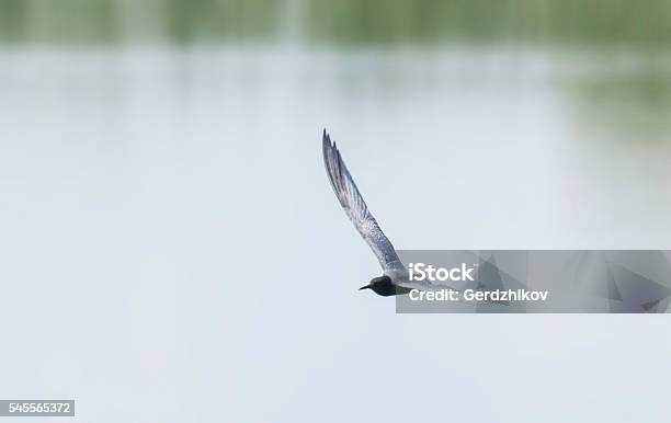 Black Tern Stock Photo - Download Image Now - Animal, Animal Wildlife, Animals In The Wild