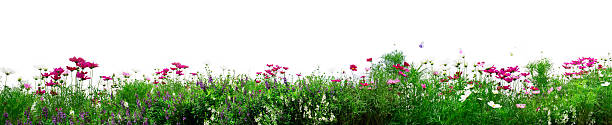 istock Cosmos flowers. Fresh flowers on white background 545565728