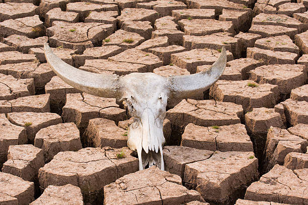 istock dry land  animal head skull 545565844