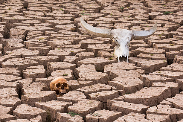 dry land human and animal head skull stock photo