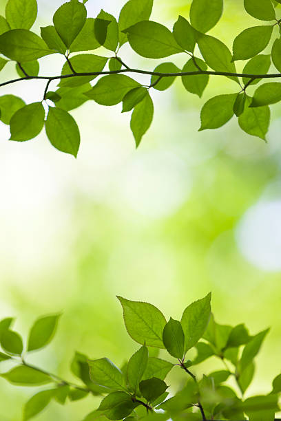 istock Green Leaves in the Forest 545566506