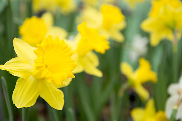 istock Beautiful yellow narcissus or daffodil flowers. Small DOF. 545567166