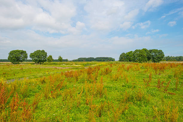 istock Wetland with wild flowers in summer 545568056