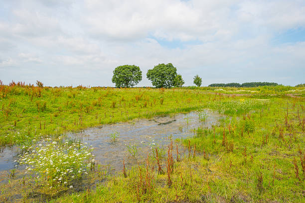istock Wetland with wild flowers in summer 545568096