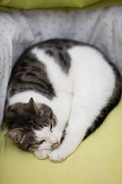 istock cat in the baby stroller 545569386