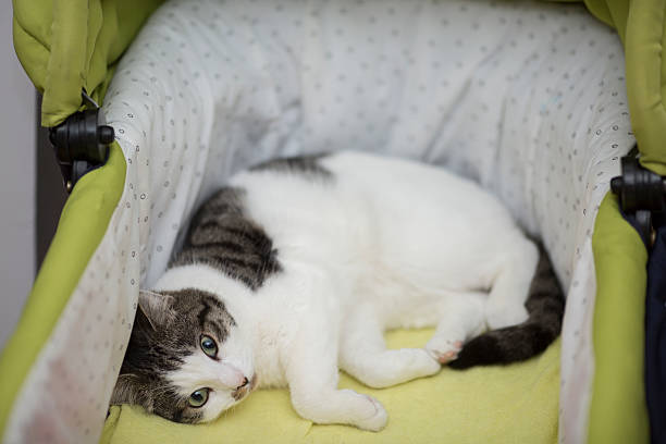 istock cat in the baby stroller 545569420