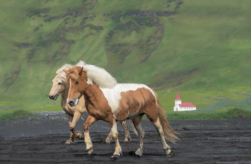 Amazing Seljalandsfoss waterfall in Iceland with Katla Volcano - The Icelandic red horse is a breed of horse developed - Iceland
