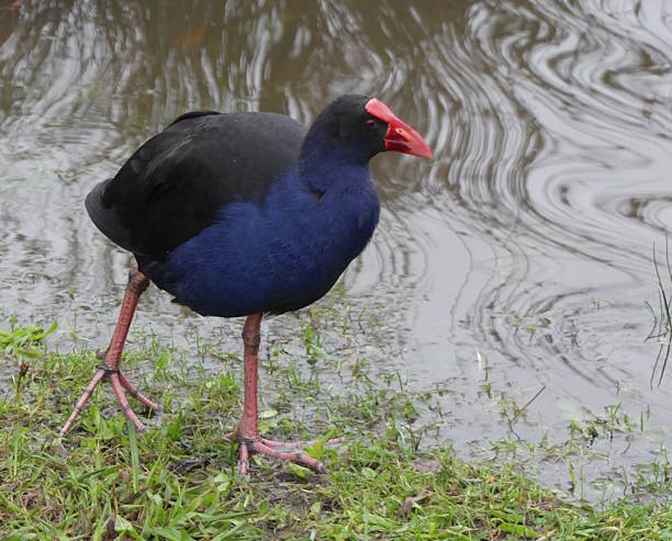 istock water fowl walking 545571314