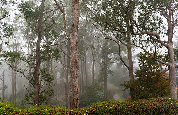 istock Fog at the Mount Lofty Botanic Garden, South Australia 545571492