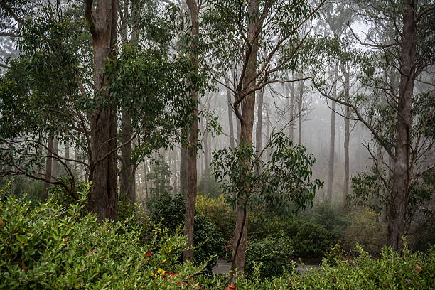 istock Fogged in at Mount Lofty Botanic Garden, South Australia 545571724