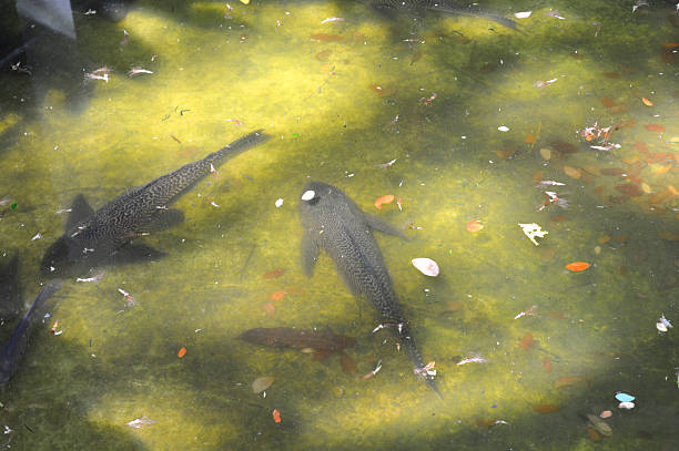 Hypostomus plecostomus common sucker fishes Hypostomus plecostomus common sucker fishes in polluted water pond hypostomus plecostomus stock pictures, royalty-free photos & images