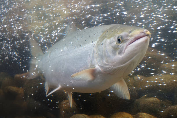 Salmon fish, Norway Salmon fish swimming in water, Norway. salmon underwater stock pictures, royalty-free photos & images