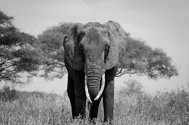 istock Elephant Africa Black and White 545572908