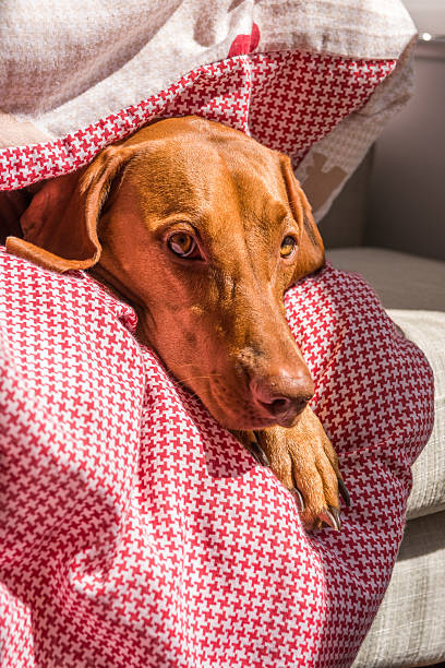istock Hungarian Vizsla wrapped in duvet facing camera 545573084