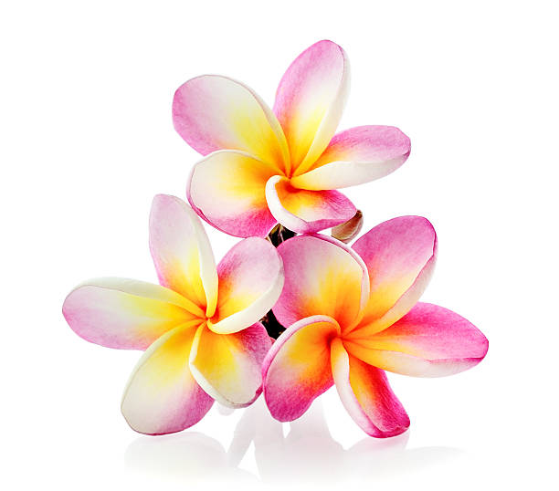 istock Frangipani flower isolated on white background 545573444
