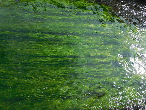 istock The water plant in the clear stream 545573622