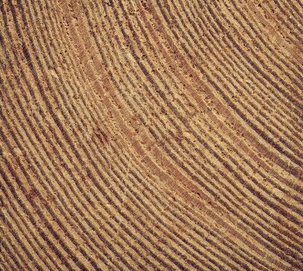 Wood texture, boards. Background, surface of burnt wood.