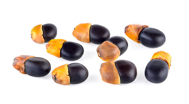 istock Ormosia (Makha) Seeds on white background 545573662