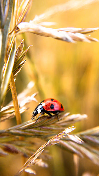 小麦のてんとう虫 - ladybug wheat nature insect ストックフォトと画像