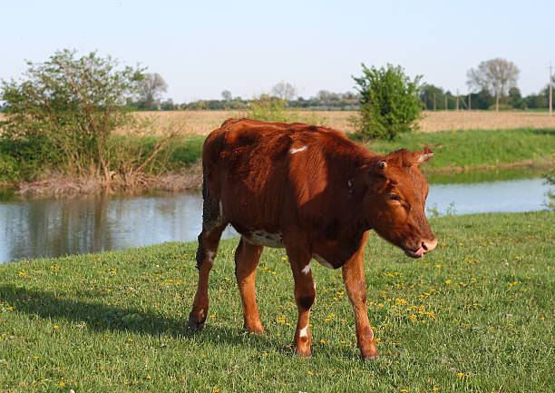 istock Cow is grazing in the meadow 545574034