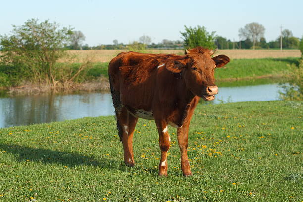 istock Cow is grazing in the meadow 545574074