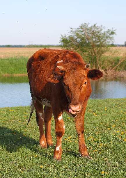 istock Cow is grazing in the meadow 545574162
