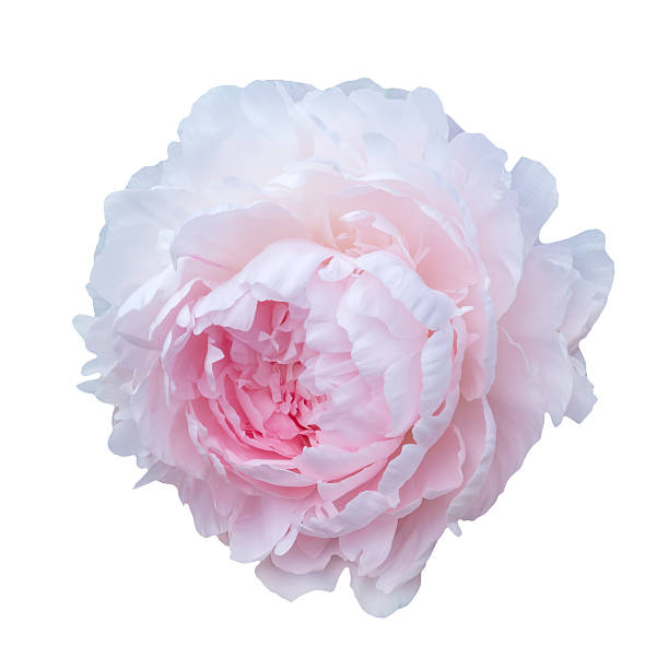 istock pale pink peonies isolated on white background 545574342