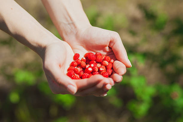 istock Ripe strawberries in female hands on nature 545574426