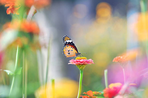 istock Butterfly Among Colorful Flowers 545574648