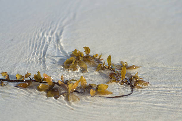 istock Sea weed on a beach in water 545574852