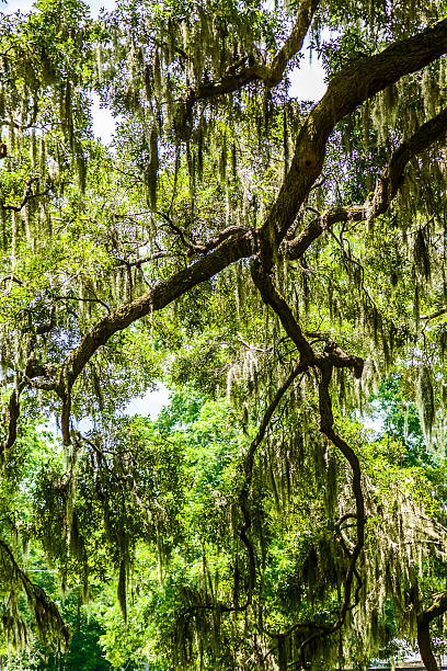 istock beautiful OAK alley 545575058