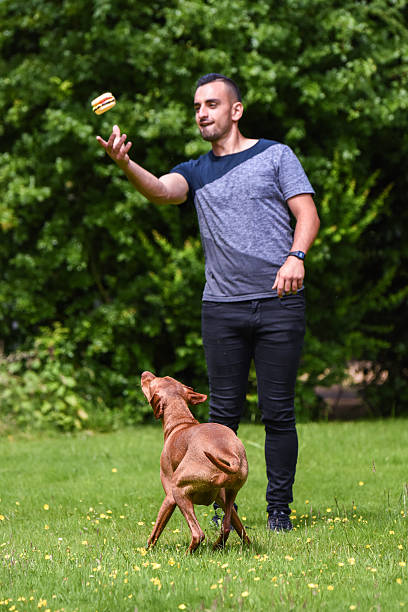 istock Man throws toy up for Hungarian Vizsla 545575296