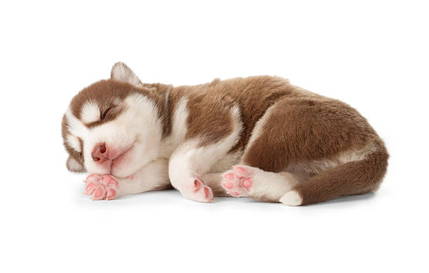 istock Siberian cooper red husky puppy sleeping 545575532