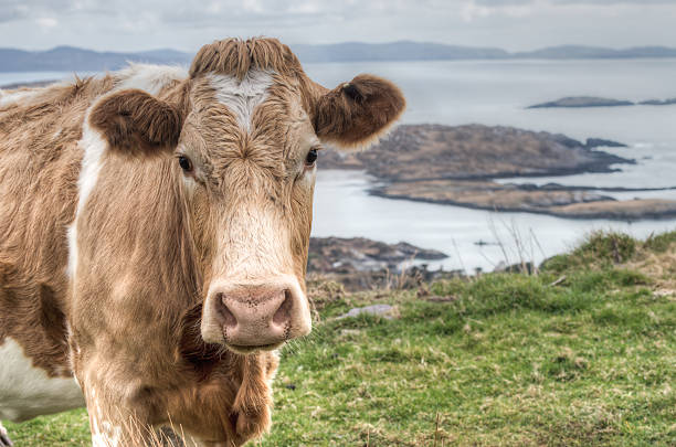 vaca, anel de kerry, irland - scarped - fotografias e filmes do acervo