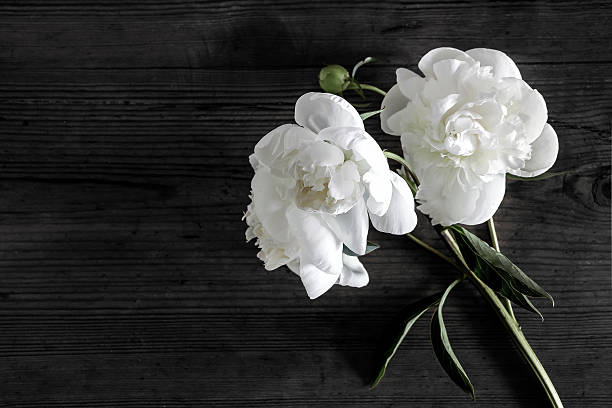 white peony flowers in darkness