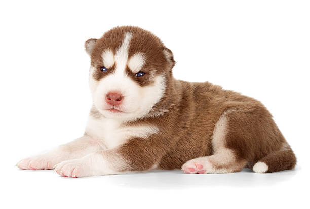 istock Siberian cooper red husky puppy 545576460