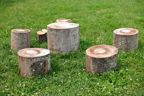 istock Arrangement Of Cut Tree Logs 545576500