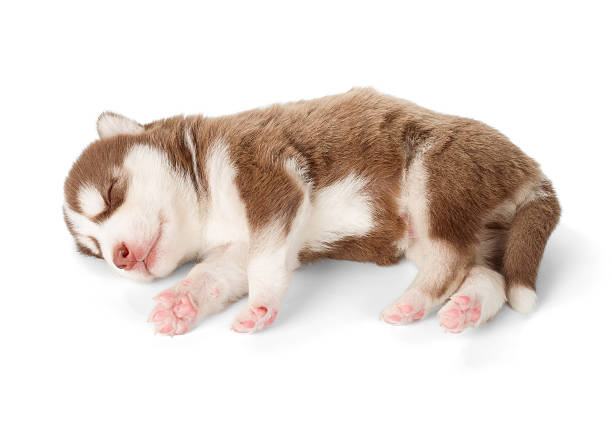 istock Siberian cooper red husky puppy asleep 545577696