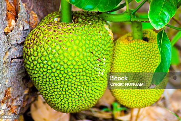 Árbol De Jackfruit Y Jackfruits Jóvenes Foto de stock y más banco de imágenes de Agricultura - Agricultura, Alimento, Amarillo - Color