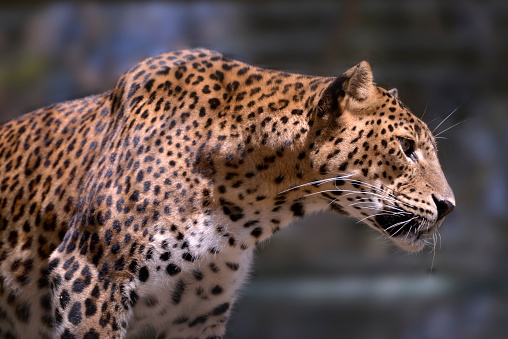 Closeup of Sri Lanka leopard (Panthera pardus kotiya) view of profile