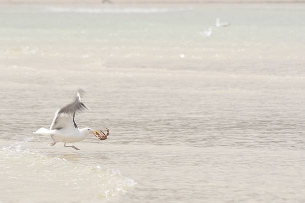 Seagull flying with crab in beak