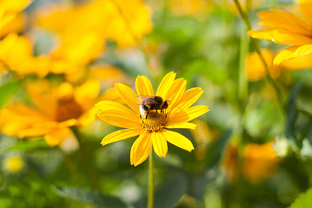 istock He is sitting on a yellow daisy Bee 545580284