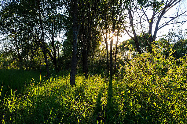 istock scene of beautiful sunset at summer forest 545580566