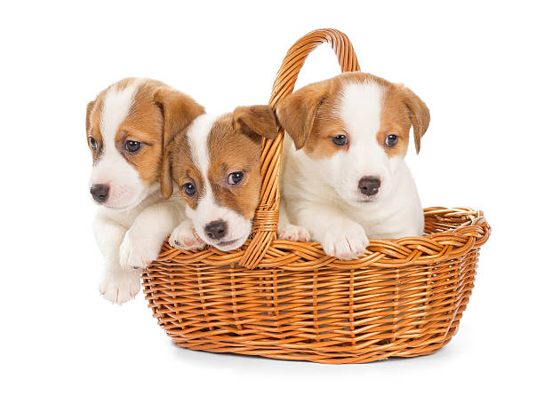 istock Jack Russell Terrier puppies sitting in a basket. 545581208