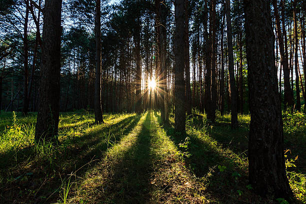 istock scene of beautiful sunset at summer pine forest 545581654